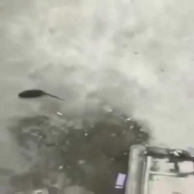 That's a pretty cool rat 😎