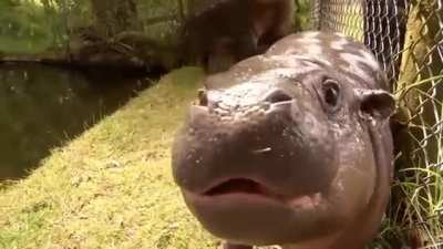 African dumbo never took off