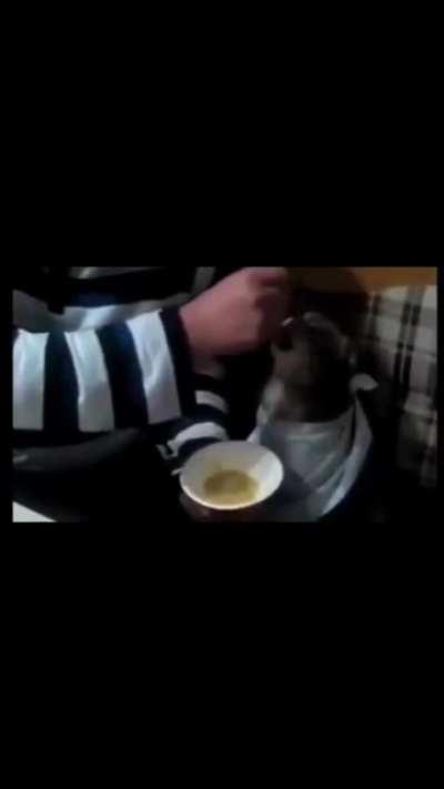 A Turkish man feeds his cat like a baby