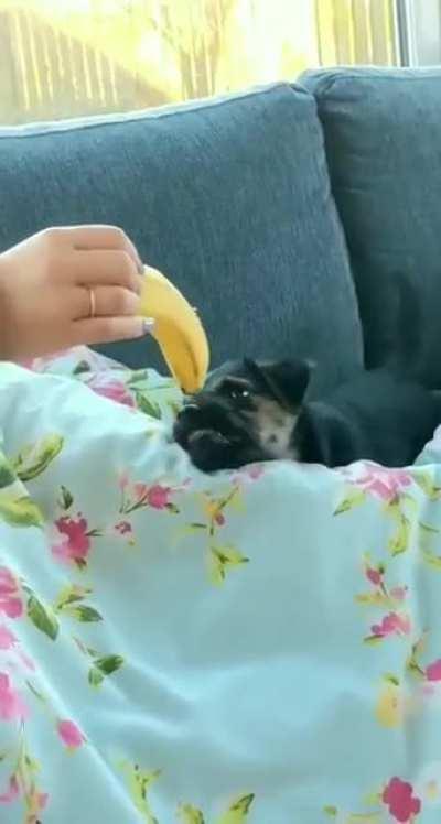 Fearsome pup fights evil banana