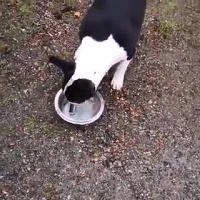 Как Пёсель сделал вкус сюрстрёминга немного лучше