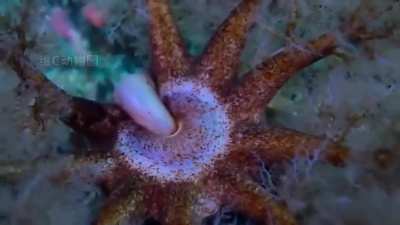 Sea cucumber eating