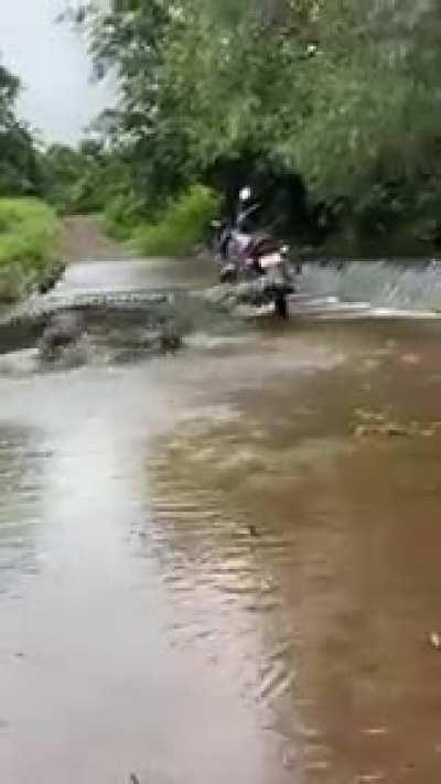 🔥 Alligator crossing
