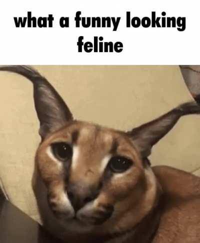 What a funny looking feline
