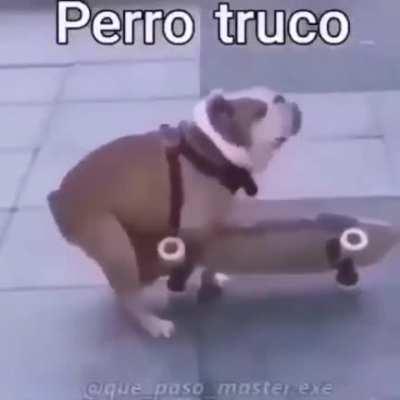 Perro truco