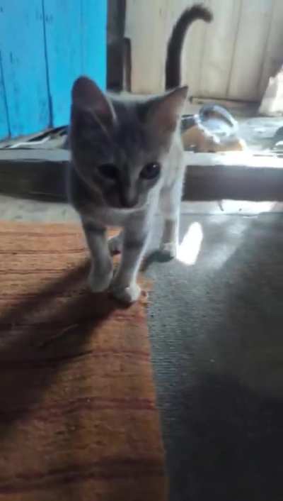 “You become responsible, forever, for what you have tamed” Announcing War Kitten Pipeline establishment. War is not a place for kittens. Community moderator is asking for your help to evacuate these babies and get them checked out by a vet before finding 