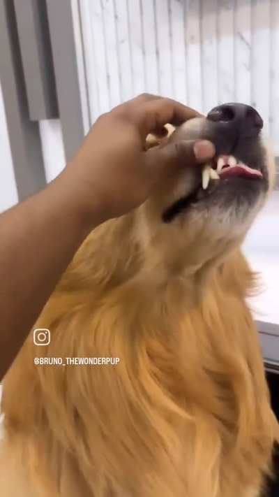 Dangerous teeth of my doggo