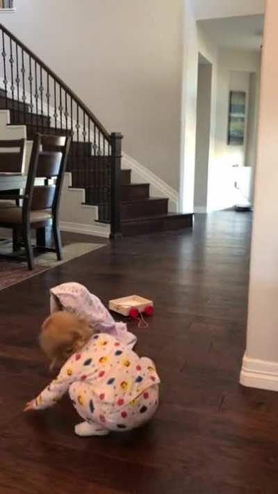 Cat has made peace with his fate