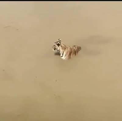 All News outlets’ “market/crypto experts” trying to destroy DOGE with their hateful comments.