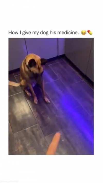 How to make your dog eat his medicine