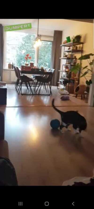 Cat unsure how to respond to the ball