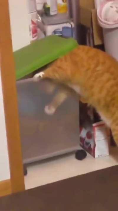 He seems to be fed too much!)