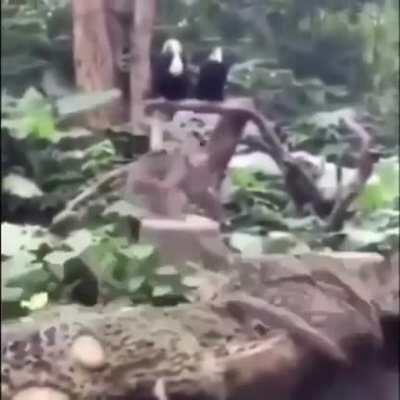 Monkey flip 5x 😌👏