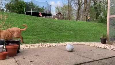 Deb the pig gets her buddy George to zoom with her