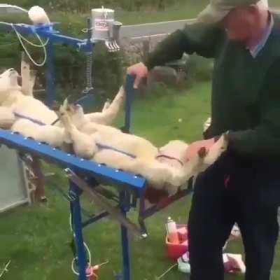 Ovelhinhas sendo vacinadas