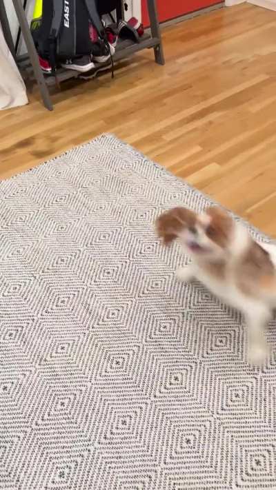 Wanna go for a walk? 