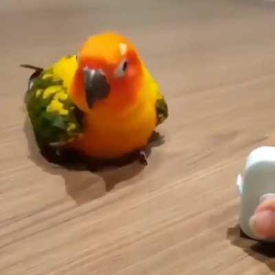 Dancingbirb