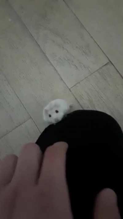 And they said hamsters don't show affection