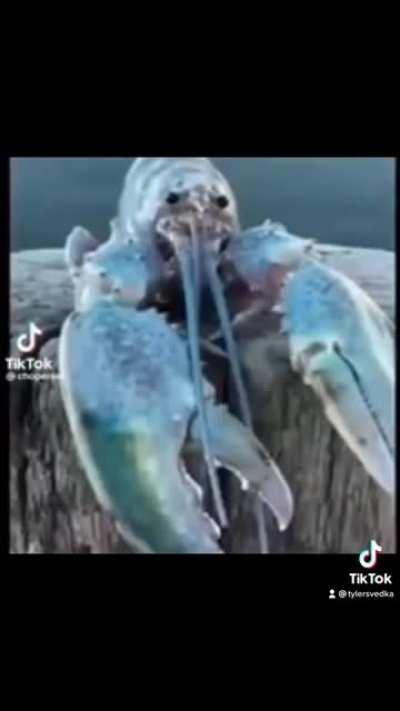 Blue lobsta