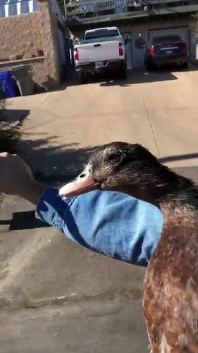 This is sugar ray, he’s got a broken wing. So I take him on my bike so he can fly again