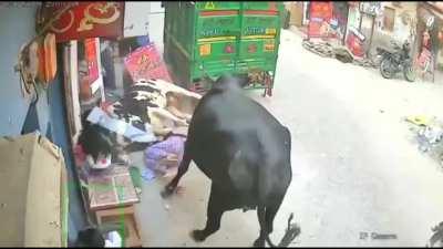 Snacks, Bulls, and Abrupt Chaos