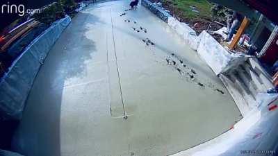 Leaving your paw prints in the newly paved driveway