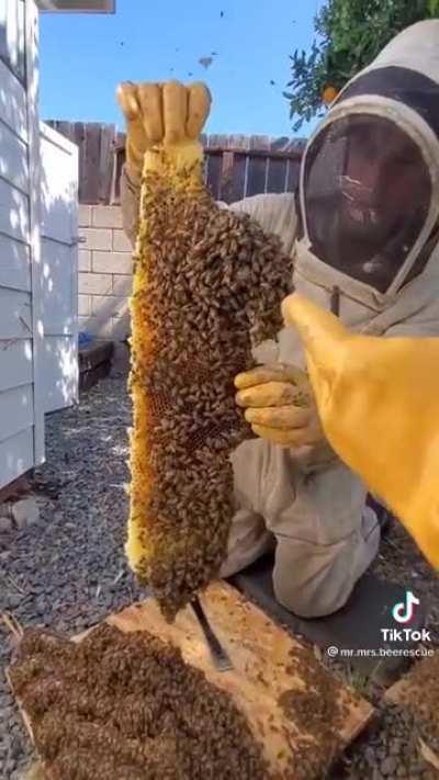 Beekeepers rescue 50 thousand Bees in a shed floor