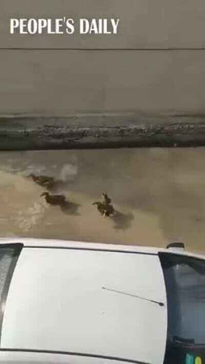 Ducks call for their friends everyday to go swimming with them.