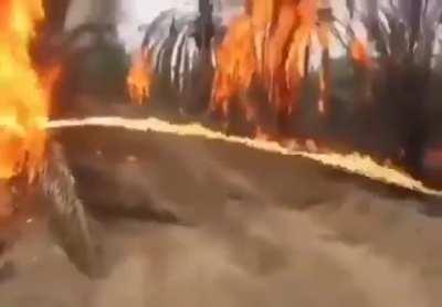 During the US occupation of Iraq, the US military destroyed everything that could benefit the Iraqi people, including palm orchards and agricultural crops.