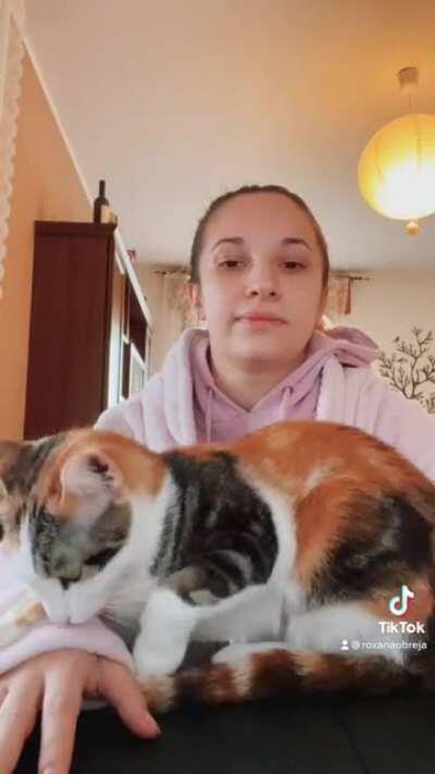 Smartworking with a cat! #petthedamncat