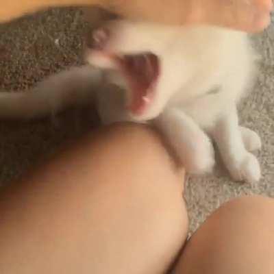 Adorable fox loves getting ear rubs