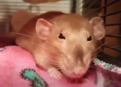 Skaven seeing creative assembly not releasing another skaven dlc.