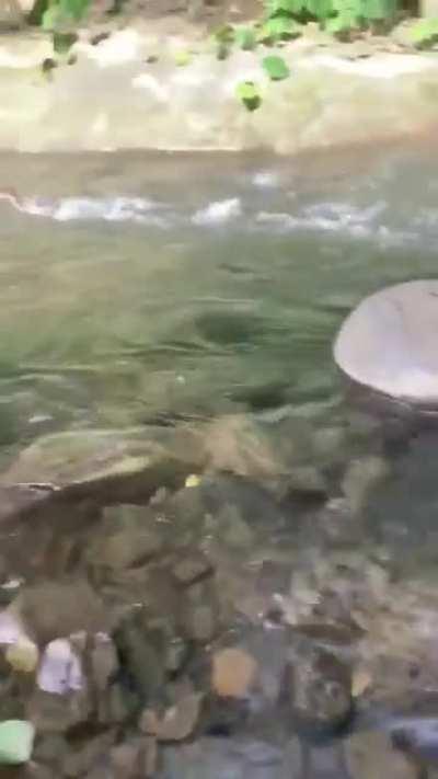 My duck people need me.