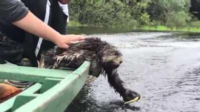 I’m the fastest sloth who’s ever lived!!!