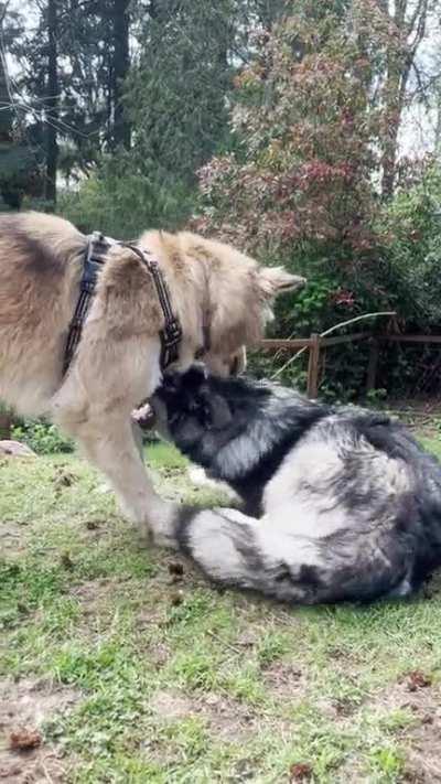 Why do my husky mixes play like this?