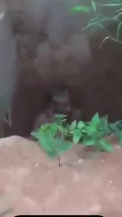 attacks a pitbull and end in the pit