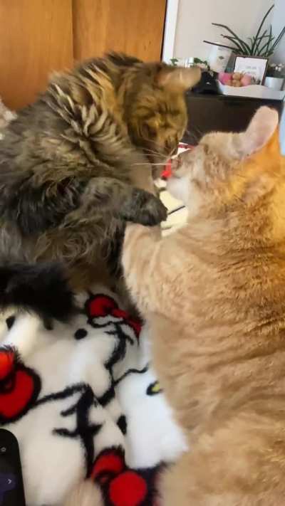 They love each other a lot