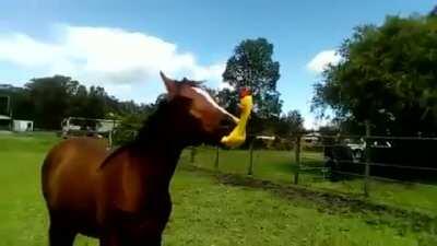 Just a horse and his chicken