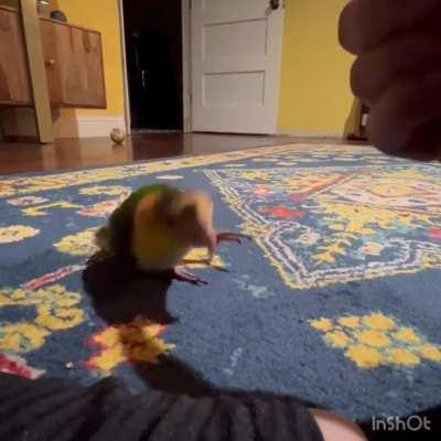 Miss Rue finally mastered this one tonight. I’m so proud!