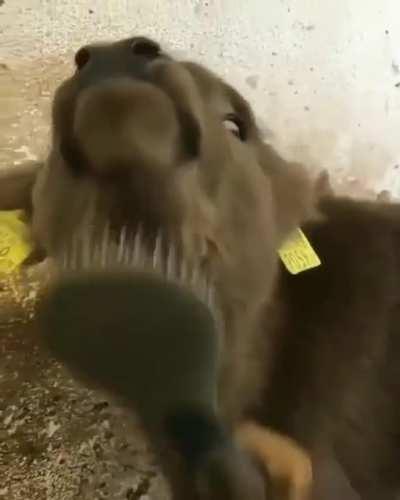 First wellness day 💗 Romy 💗 She loves it.