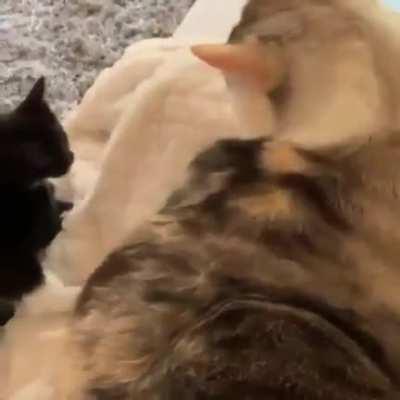 Touch tha pussy cat !