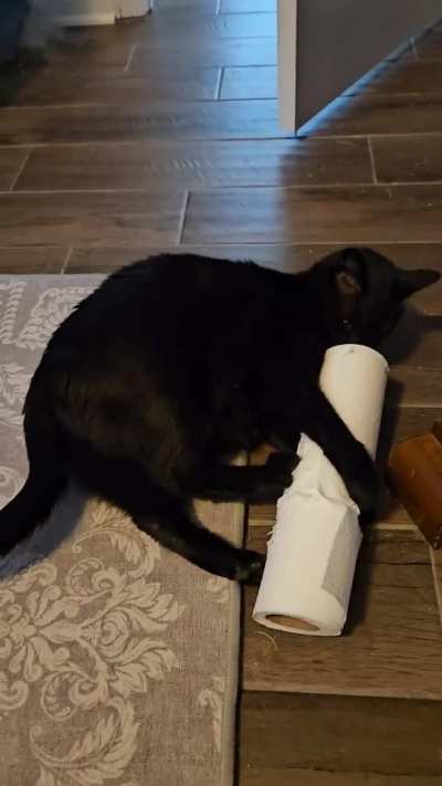 Dinky vs. The Paper Towel