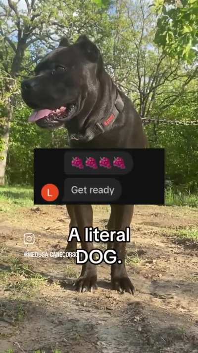 These people are commenting/talking about SAing a dog. A literal dog ffs!