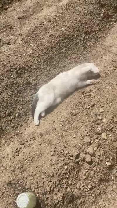 Why are you like this?