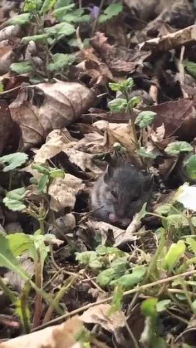 Possibly the best day that mouse will ever have