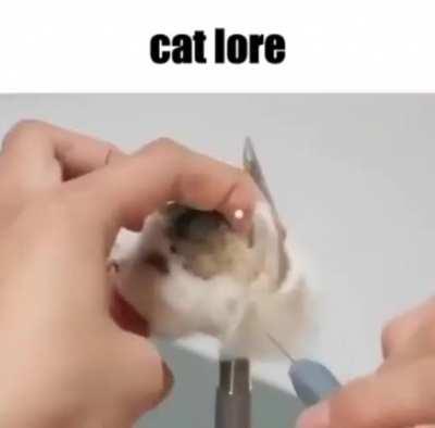 Cat lore