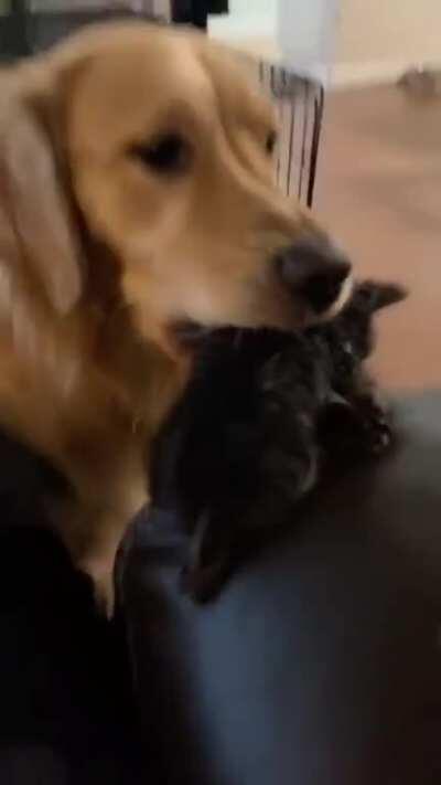 Все любят Котиков