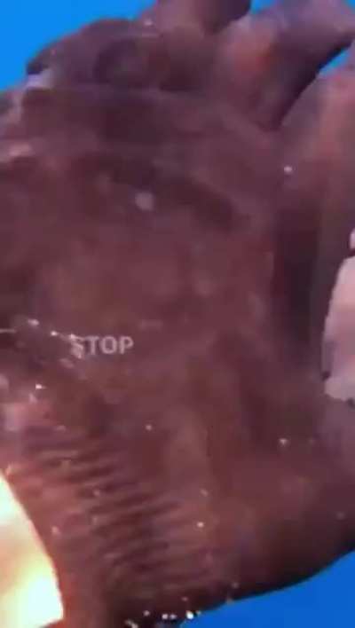 Shark just wants to cuddle