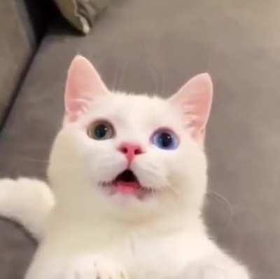 Kitten with two different eye colors