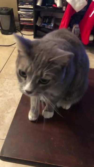 Molly loves this don’t let her screams deceive you.